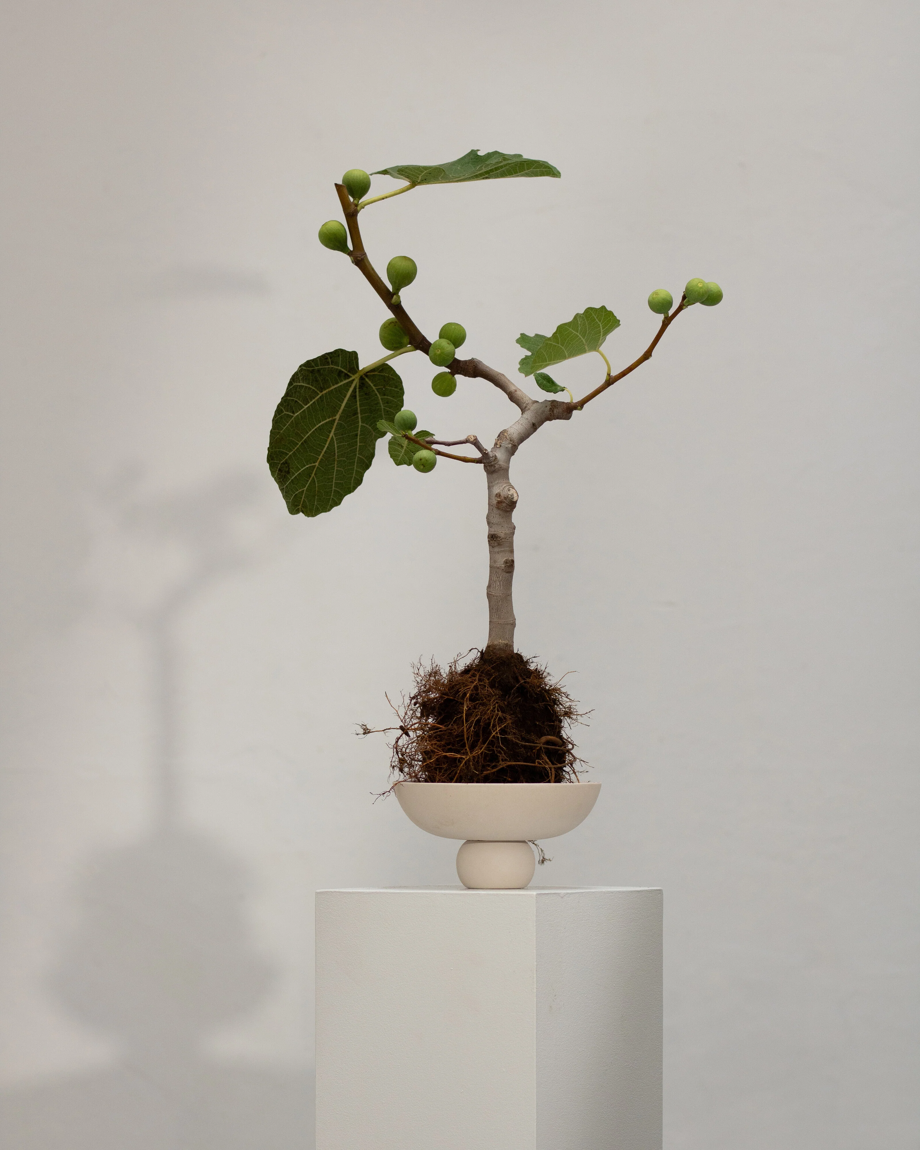 Baburu Bowl, Mini - Birch - Image 7